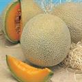 خربزه عسلی